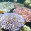 Mokslininkai sunerimę: Didžiajame barjeriniame rife masiškai blunka koralai