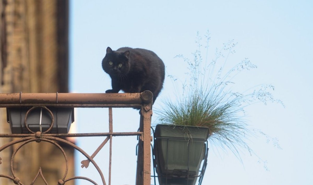 Norėdamos patekti į balkoną katės gali rimtai susižeisti
