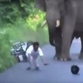 Tikra drama: motociklininką užpuolė dramblys