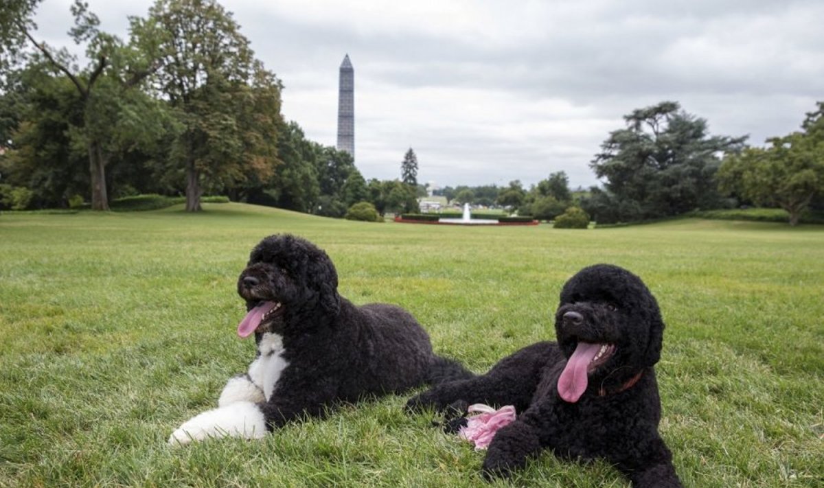 Baracko Obamos šuo Bo ir kalytė Sunny