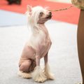 Tarptautinėje parodoje – reto grožio šunys