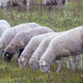 Lietuvos ir Rumunijos mokslininkai iš avių vilnos sukūrė ypatingą medžiagą, kuri pagerins žaizdų gijimą