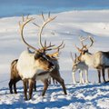 Naujas tyrimas atskleidžia šiurpią tiesą: Arktyje vyksta didelės permainos