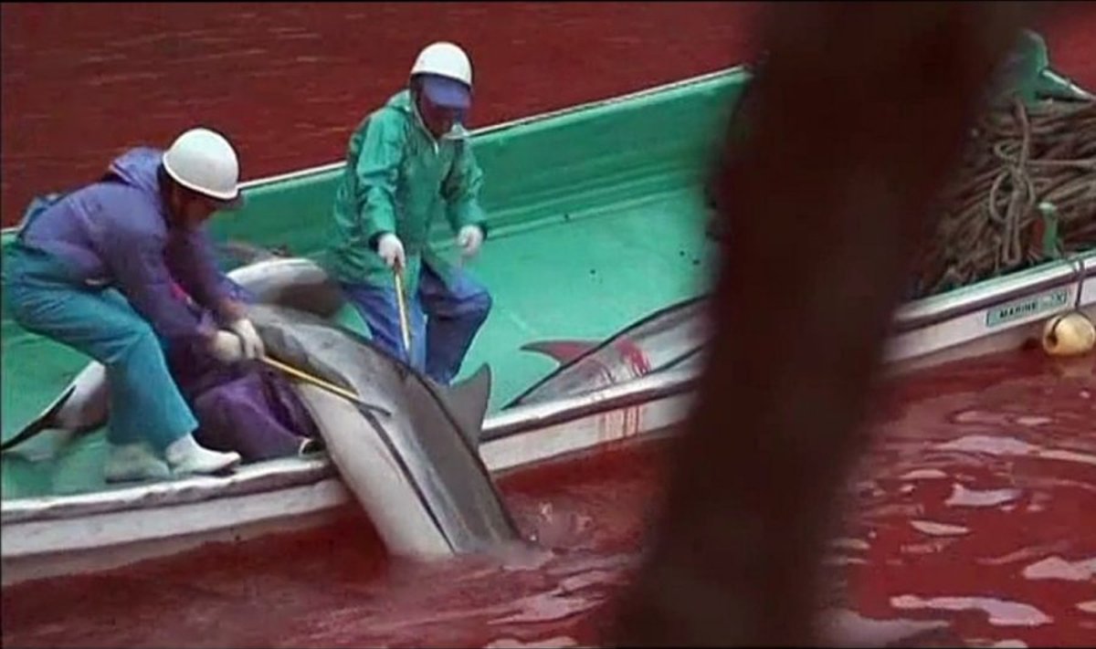 Rugsėjo 1-ąją Taityje prasideda delfinų žudynės