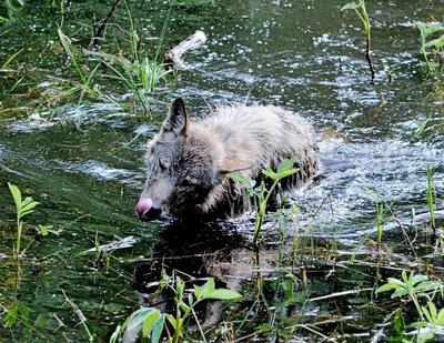 Lietuviai vilkus saugo, latviai - intensyviai medžioja