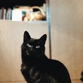 Svajojantiems apie ypatingą juodą katiną: drovusis Mauglis ieško namų