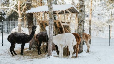 Žiemos pramogos visoje Lietuvoje: nuo slidinėjimo trasų iki žirgų traukiamų rogių ir žygių sniegbačiais