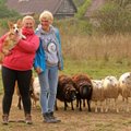 Pirmoji šunų ganymo teisėja Lietuvoje: kokias avis ir kaip gano „keturkojai piemenys“?