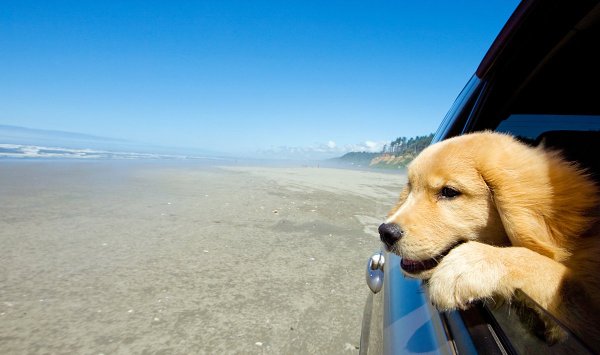 Kai kurie šunys mėgaujasi kelionėmis automobiliu, tačiau Woodley nutarė pavairuoti