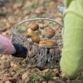 Šviežios bulvės jau pasiekė prekystalius, bet nesitikėkite kainų, kaip pernai