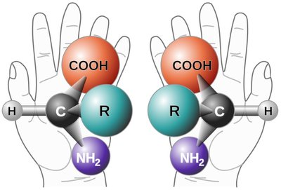 Aminorūgščių molekulės gali pasižymėti skirtingu chirališkumu