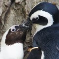 Pingvinų gėjų porelė „įsivaikino“ pingviniuką