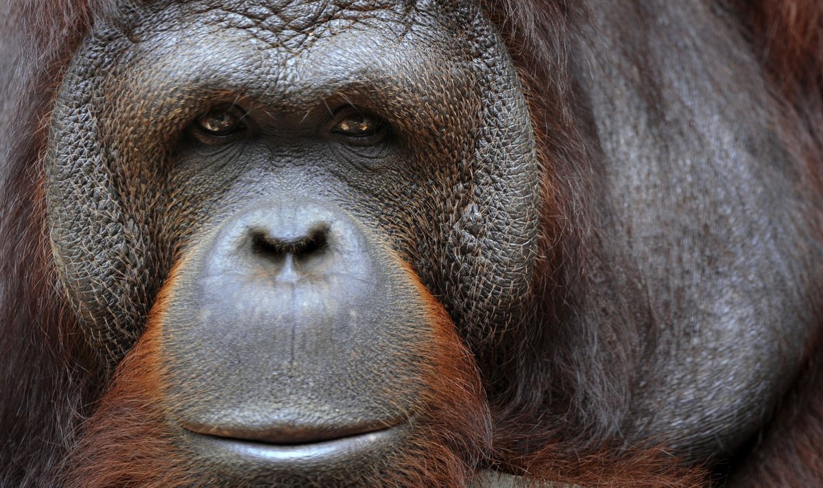 Susimąstęs orangutanas 