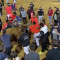 Ispanijoje ir vėl kankinami buliai: ant galvos pritvirtinamas rėmas, kuris yra padegamas