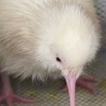 Naujojoje Zelandijoje išsirito kivis albinosas