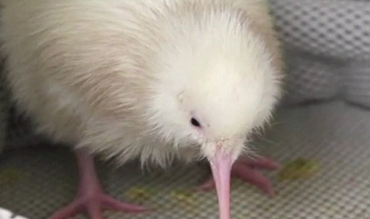 Gyvūnai albinosai yra labai reti
