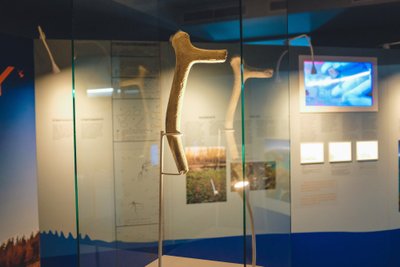 Biržų rajone rastas kirvis, pagamintas prieš 13 tūkst. metų. LNM, KZM, V. Gelžinienės nuotr.