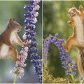 Fotografas linksmina internautus: prieš jo objektyvą voverės tampa kovotojomis