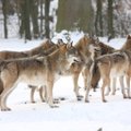 Prezidentei ir ministrui įteikta peticija dėl vilkų medžioklės stabdymo