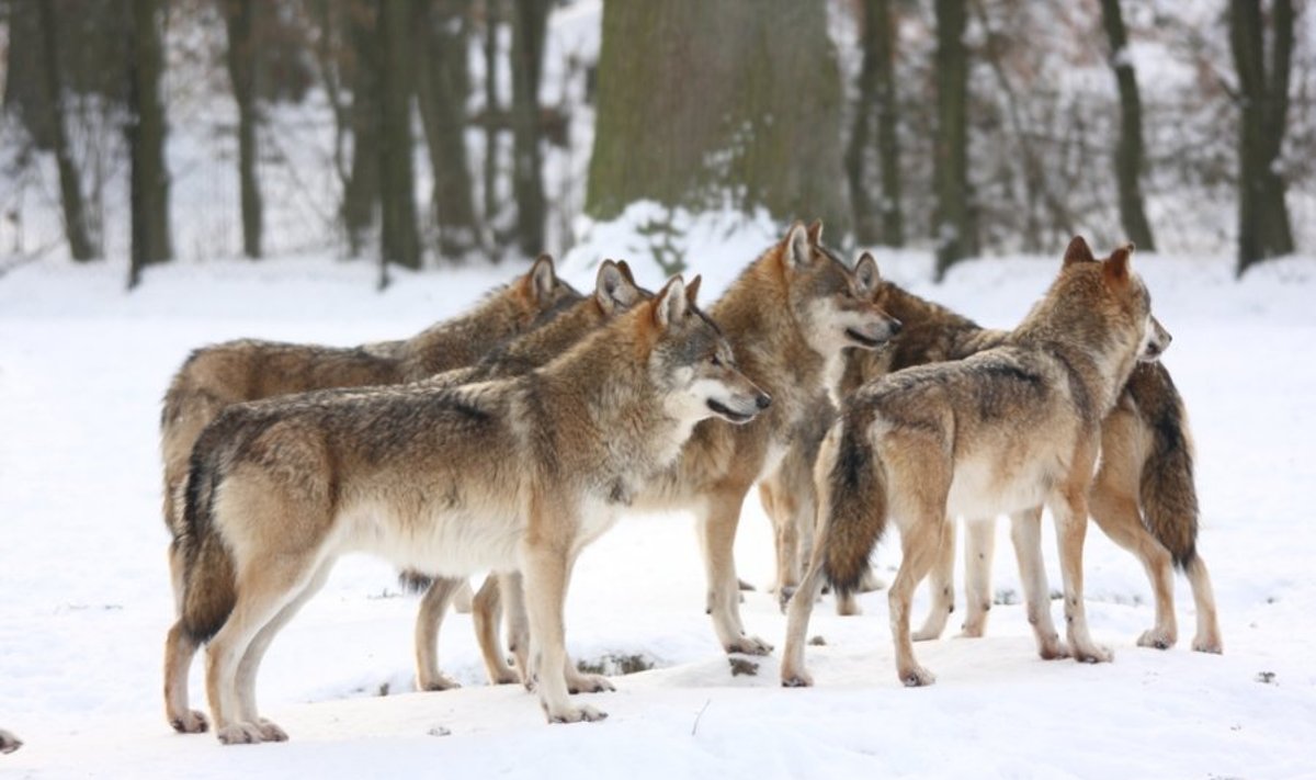 / Lietuviai vilkus saugo, latviai - intensyviai medžioja
