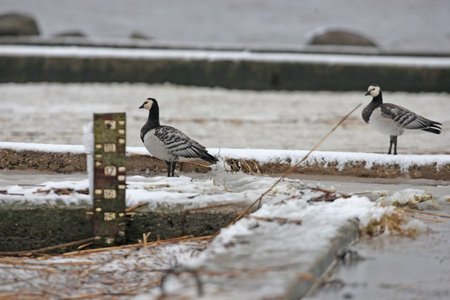 Baltaskruostės berniklės