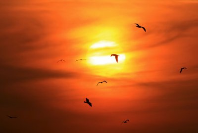 Paukščiai sveikina kylančią saulę