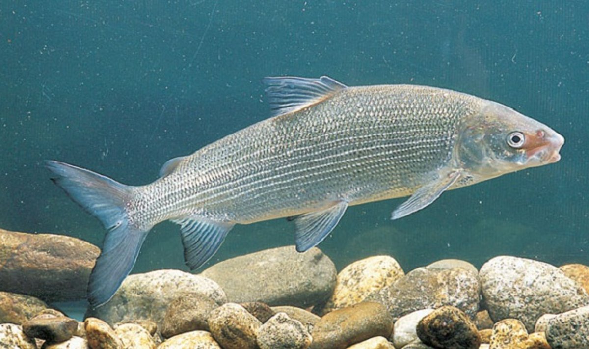 Sykas - sparčiausiai Europoje nykstanti žuvis. Priežastis - klimato kaita