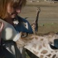 Motinų netekę žirafos jaunikliai maitinami iš buteliuko