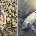 Kreiptasi į institucijas dėl Kauno mariose kasmet masiškai gaištančių žuvų