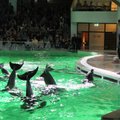 Jūrų muziejus ekspoziciją atvėrė paskutinį kartą: delfinų šėlsmas