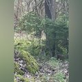 В лесу на видео удалось снять рысь