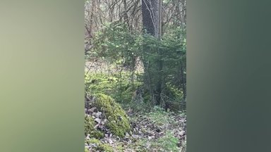 В лесу на видео удалось снять рысь