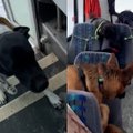 Sutuoktinių šunų vedžiojimo verslas sprogdina internetą: augintinius surenka autobusu