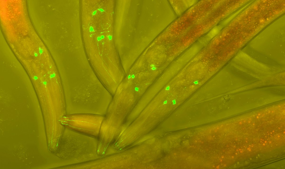Apvaliosios kirmėlės Caenorhabditis elegans