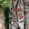 Medį apspito keisti raudoni vabalai
