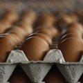 Užrašai ant kiaušinių pakuočių – paslaptis, kurią verta įminti