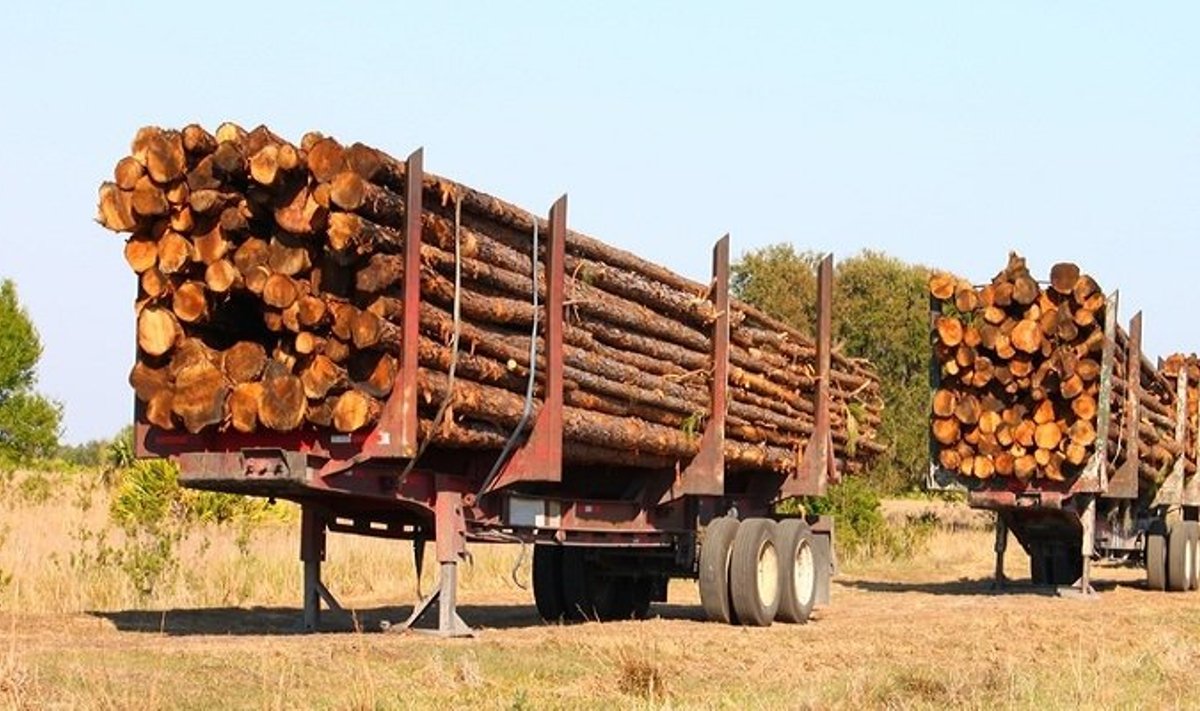 Aistros dėl medienvėžių nesibaigia