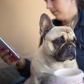 Tarptautinė šuns diena išmaniai: geriausios programėlės šunų mylėtojams