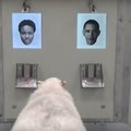 Eksperimentas su avimis: jos sugeba atpažinti B. Obamą ir kitas įžymybes