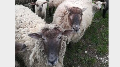 Kėdainių rajone – netikėti vandalai: kaimo kapinaites nusiaubė avys