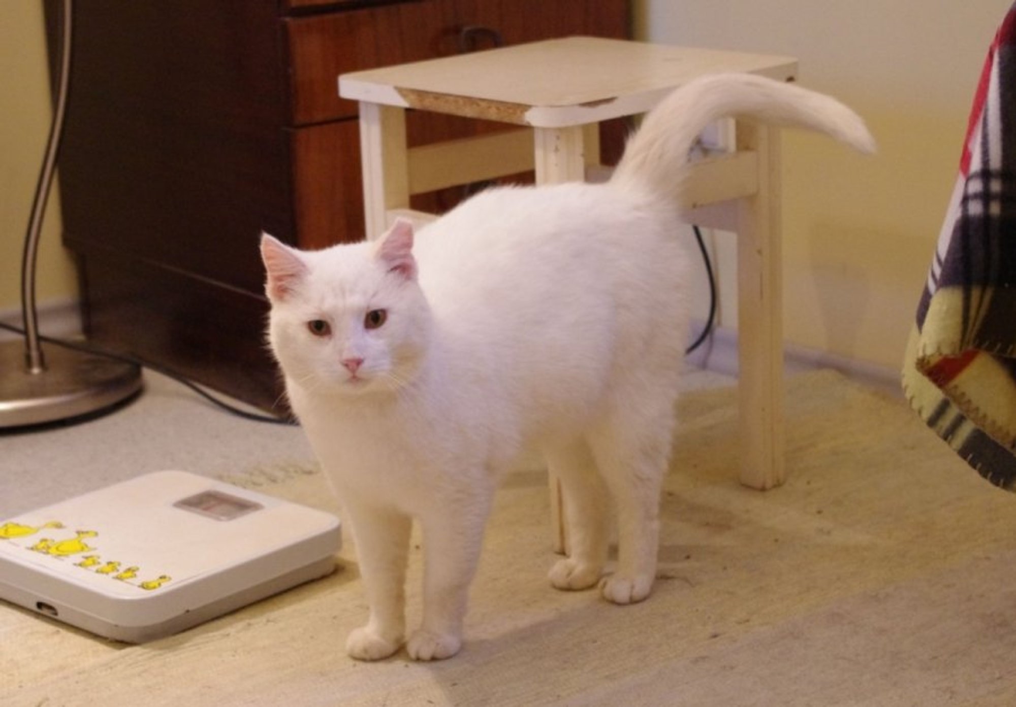 Baltas it sniegas katinas Broliukas svajoja apie namus! Delfi pilietis