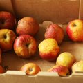Sugedę obuoliai mirtinai pavojingi – mitas ar teisybė? Aiškina chemijos mokslų daktaras