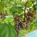 Lietuviškas vynuogynas nuėmė solidų derlių – kokias veisles sodino