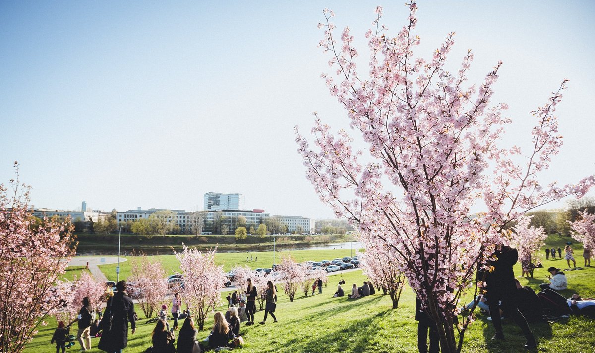 People enjoy sakura trees blossom in Vilnius
