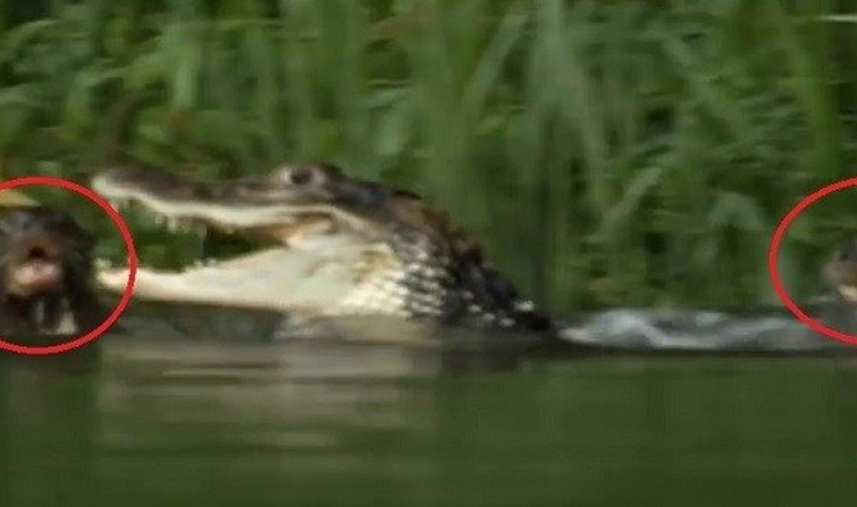 Ūdros aršiai puola kaimaną (krokodilą)