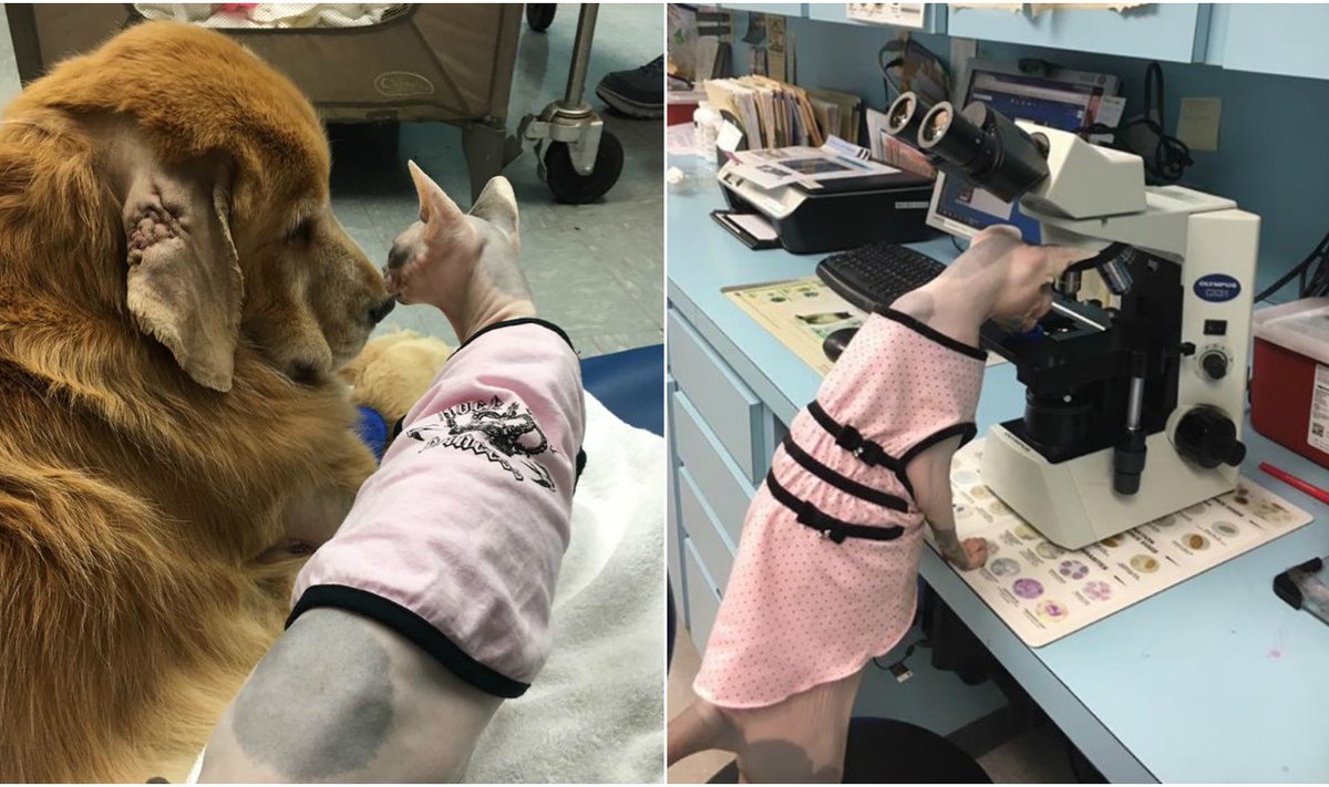 Katė "įsidarbino" veterinarijos klinikoje