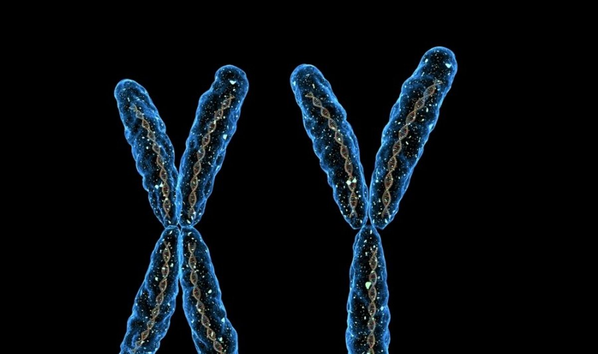 X ir Y chromosomos