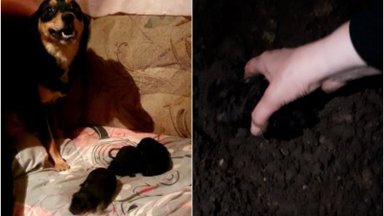 Žiaurus poelgis Šiaulių rajone: iš po žemių vadavo gyvus užkastus šuniukus