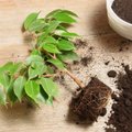Žemės kambariniams augalams: į ką būtina atkreipti dėmesį