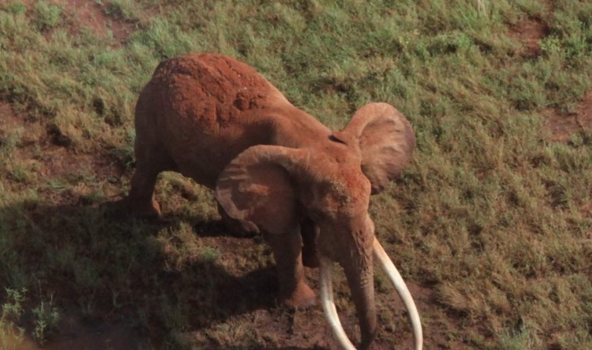Dramblys Satao - vienas didžiausių pasaulio dramblių 